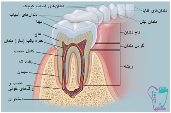 ساختمان دندان